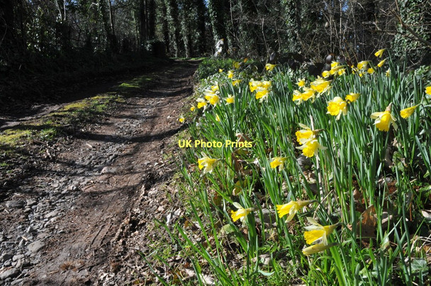 Photo 6"x4" Wild daffodils, Taynton Anthony's Cross c2011