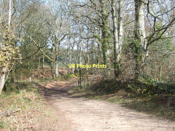Photo 6"x4" Track through woodland Goosemoor\/SY0689 c2011