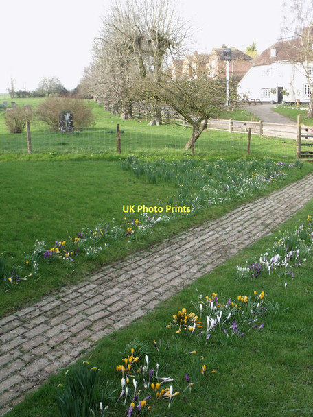 Photo 6"x4" Crocuses in Warehorne churchyard Warehorne c2011