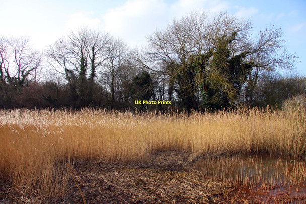 Photo 6"x4" Lashford Lane Fen Bessels Leigh c2011