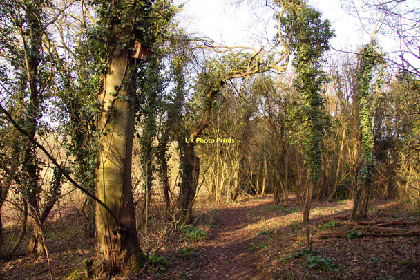 Photo 6"x4" Footpath in Lashford Lane Fen Bessels Leigh c2011