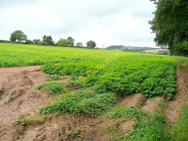 Photo 6"x4" Potato crop at Yatton Perrystone Hill c2009