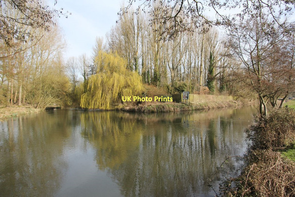 Photo 6"x4" Willow on the corner Ufton Green c2011