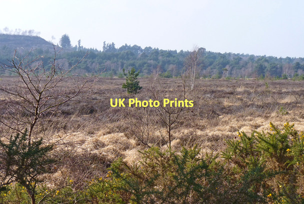 Photo 6"x4" Town Common Heathland St Catherine's Hill\/SZ1495 c2011