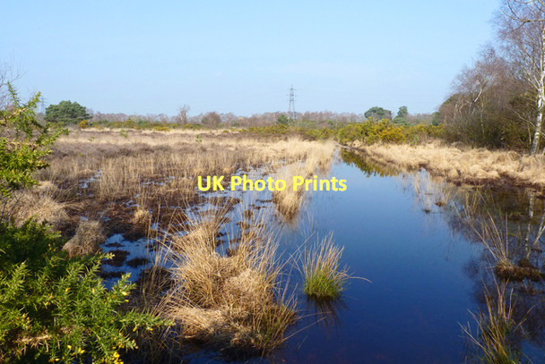 Photo 6"x4" Boggy Land on Town Common St Catherine's Hill\/SZ1495 c2011