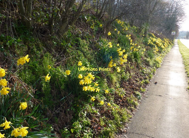 Photo 6"x4" Daffodils near Brixham Churston Ferrers c2011