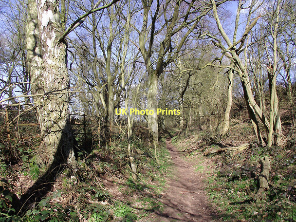 Photo 6"x4" Bridleway to Beckbury, Shropshire Badger c2011