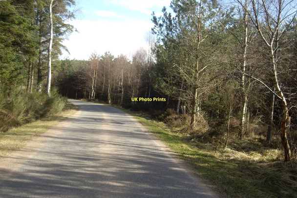 Photo 6"x4" Minor road through a plantation Lochton of Leys c2011