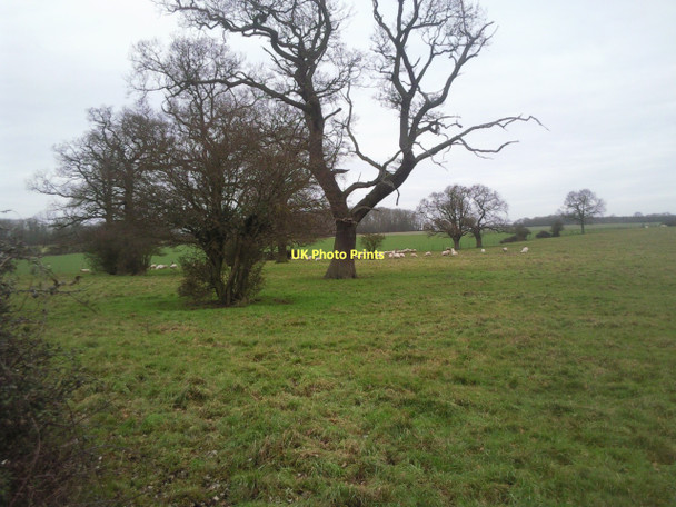 Photo 6"x4" Sheep in field near Upton Upton\/TF1000 c2011