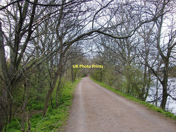 Photo 6"x4" The Thames Path in early spring Brentford c2011