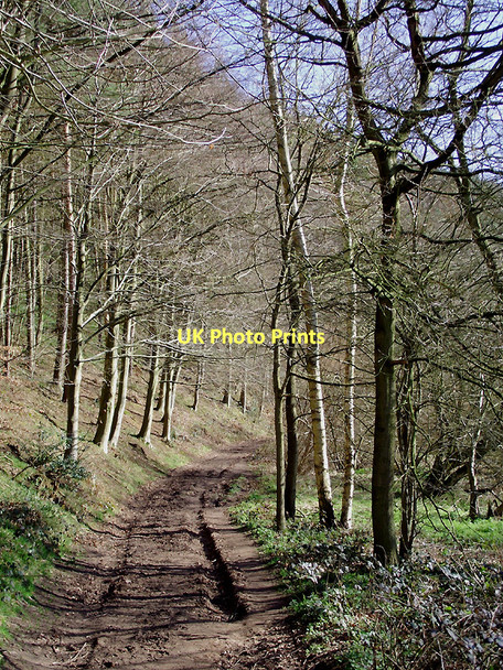 Photo 6"x4" Bridleway near Badger, Shropshire Badger c2011 P1