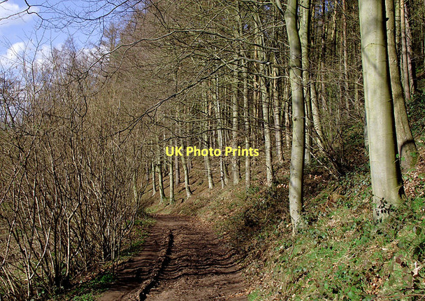 Photo 6"x4" Bridleway near Badger, Shropshire Badger c2011