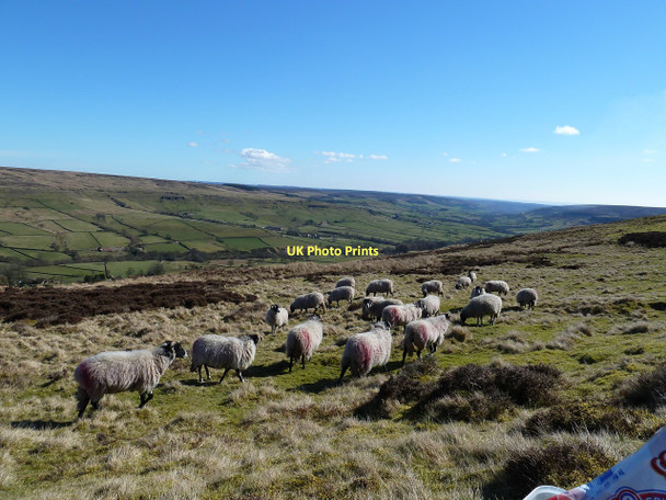 Photo 6"x4" Wooly Raiders, Blakey Ridge Church Houses c2011
