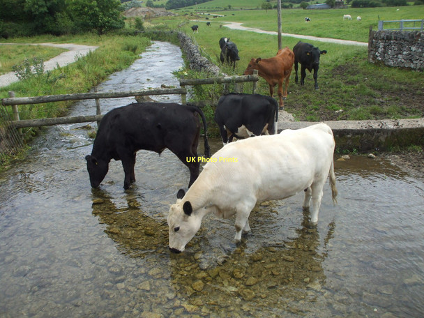 Photo 6"x4" Cattle in stream near Youlgreave Bradford\/SK2164 c2009