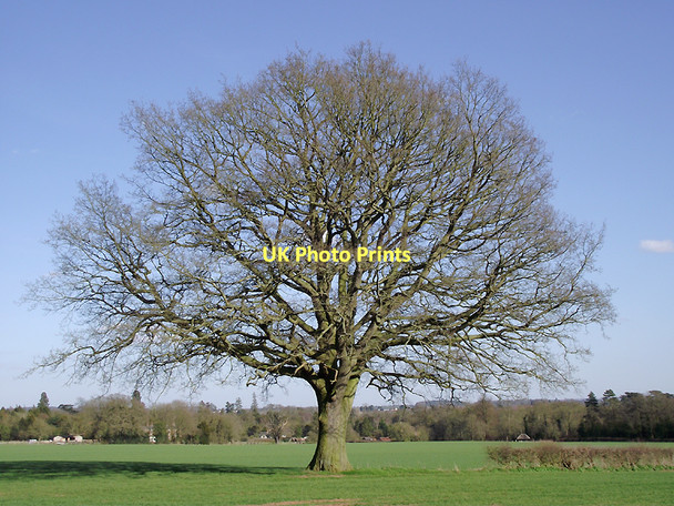 Photo 6"x4" Oak tree near Badger, Shropshire Badger c2011