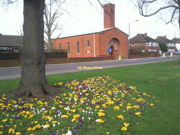 Photo 6"x4" Crocuses on Shoulder of Mutton Green Bexley c2011