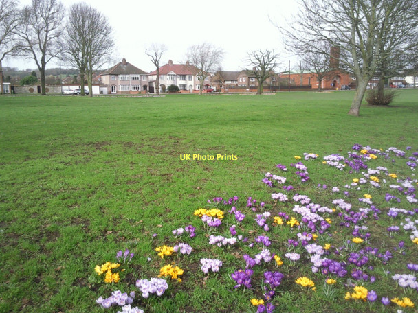 Photo 6"x4" Crocuses on Shoulder of Mutton Green Bexley c2011 P1
