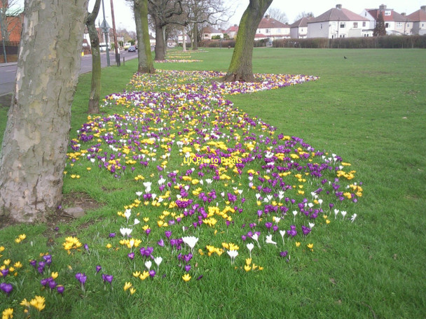 Photo 6"x4" Crocuses alongside Wickham Street on Shoulder of Mutton Green Bexley c2011