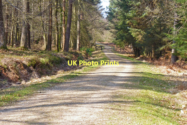 Photo 6"x4" Just inside Holmhill Inclosure Newtown\/SU2710 c2011