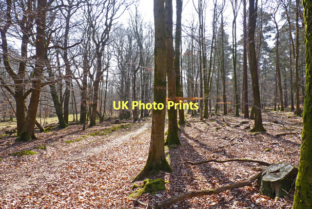 Photo 6"x4" Trees in Holmhill Inclosure Newtown\/SU2710 c2011