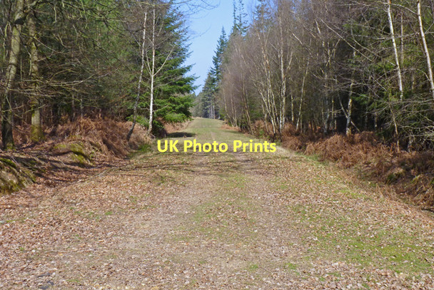 Photo 6"x4" Forest Track at Bolderwood Stoney Cross c2011
