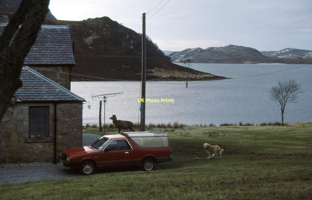 Photo 6"x4" Pets at Airdachuilinn Achfary c1995