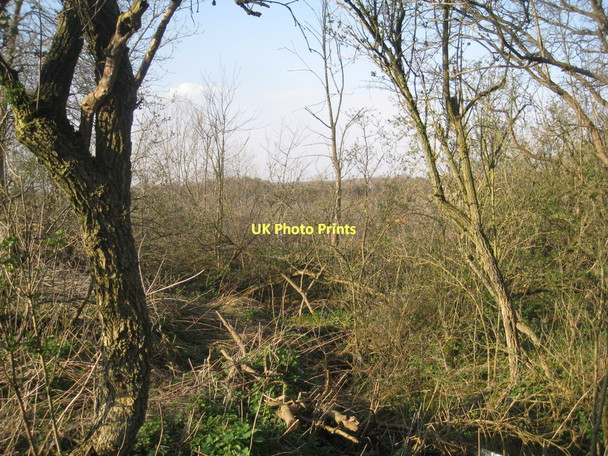 Photo 6"x4" Overgrown Quarry Manton\/SE9302 c2011