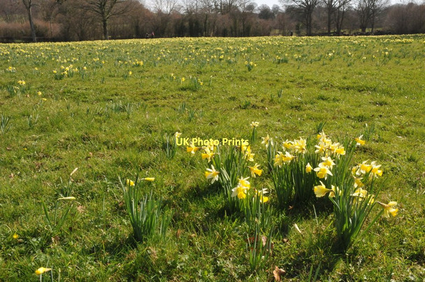 Photo 6"x4" Wild daffodils, Kempley. Kempley c2011