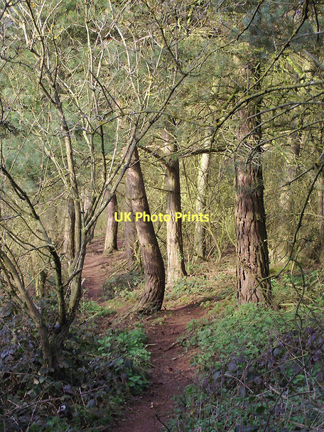 Photo 6"x4" Woodland footpath to Beckbury, Shropshire Beckbury\/SJ7601 c2011