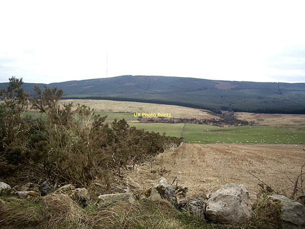Photo 6"x4" Gorse dyke Crossroads\/NO7594 c2011