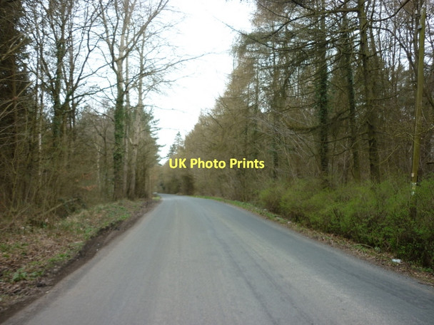 Photo 6"x4" Buttercrambe Moor Wood, north of Stamford Bridge Upper Helmsley c2011