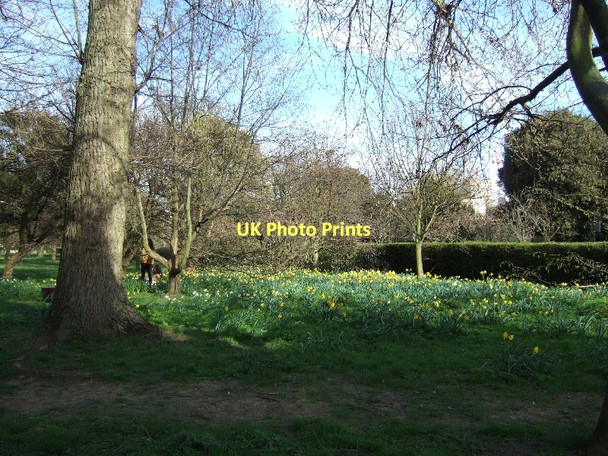 Photo 6"x4" Daffodils in Regent's Park Marylebone\/TQ2881 c2011
