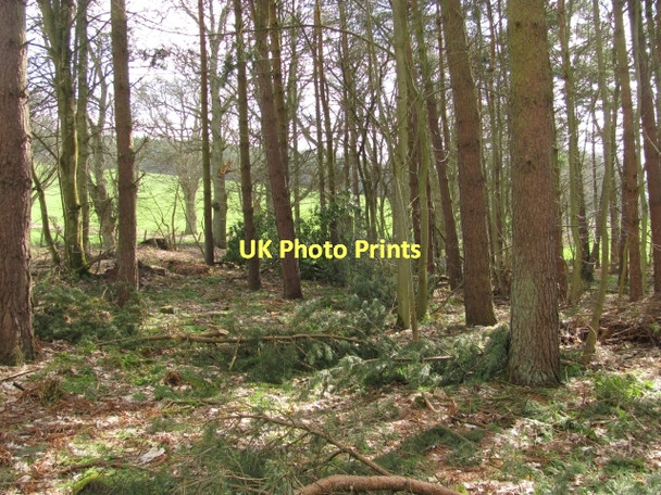 Photo 6"x4" Pond Wood Ancrum c2011