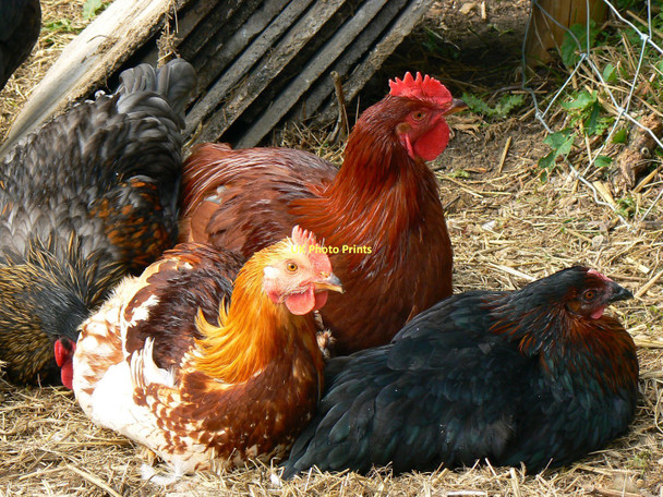 Photo 6"x4" Chickens, Stoke Common Lane, Purton Stoke Purton Stoke c2011