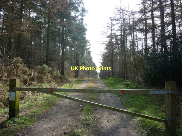 Photo 6"x4" A Forestry track in Harwood Dale Forest Harwood Dale c2011