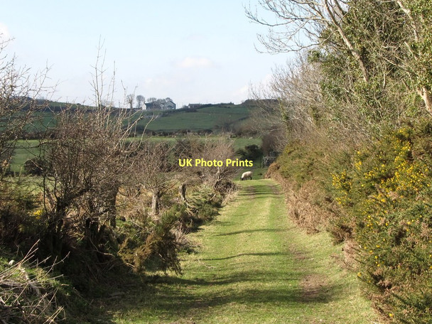 Photo 6"x4" Green lane leading to a ruined church Kilcoo c2011
