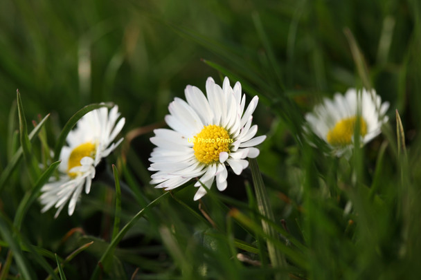 Photo 6"x4" Daisies on the Pewsey Downs Alton Priors c2011
