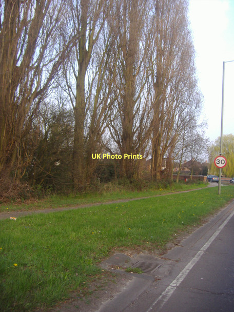 Photo 6"x4" Trees along Staines bypass Ashford\/TQ0671 c2011