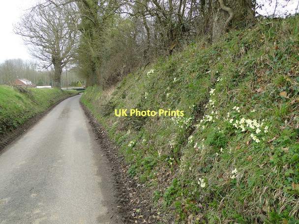 Photo 6"x4" Primroses on the bank of Ringbank Lane, Hanworth Hanworth\/TG1935 c2011