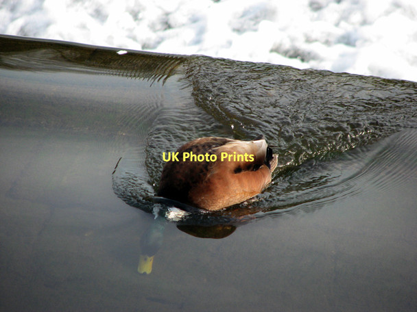 Photo 6"x4" Ducking drake at Darley Abbey Darley Abbey c2011