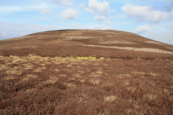 Photo 6"x4" Heather on Black Hill Silverburn\/NT2060 c2011
