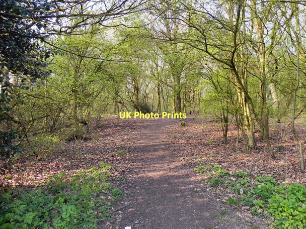 Photo 6"x4" Birchwood Forest Park Gorse Covert\/SJ6692 c2011