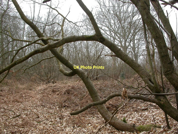 Photo 6"x4" Holt, Humphrey's Copse God's Blessing Green c2011