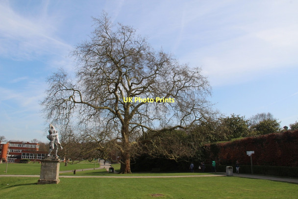 Photo 6"x4" Tree with Statue, Trent Park, London N14 Botany Bay\/TQ2999 c2011