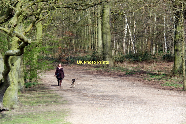 Photo 6"x4" Walking the Dog, Trent Park, London N14 Cockfosters c2011