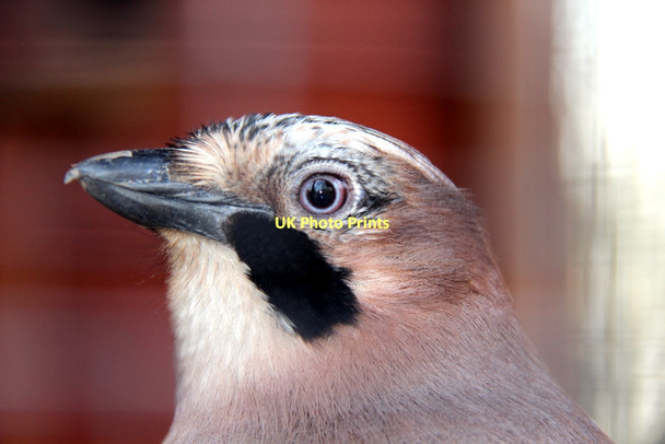 Photo 6"x4" Jay (Garrulus glandarius) Cockfosters c2011