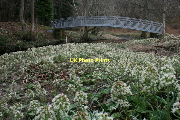 Photo 6"x4" Butterbur on the bonnie banks of the Lour Burn Charlestown of Aberlour c2011