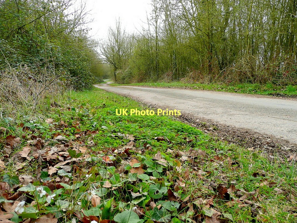 Photo 6"x4" Lane to Dunsmore Green Cold Elm c2011