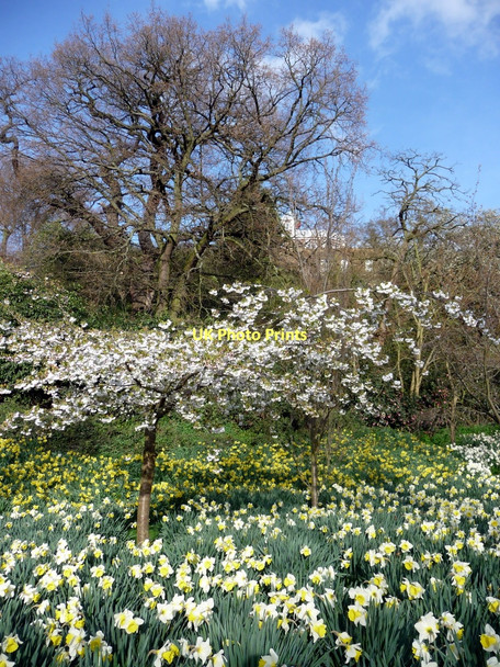 Photo 6"x4" Daffodils, Greenwich Park, London Greenwich\/TQ3977 c2011 P1