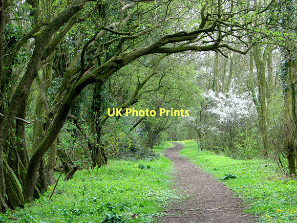 Photo 6"x4" Footpath through Crow Green Wood Green\/TM2091 c2011